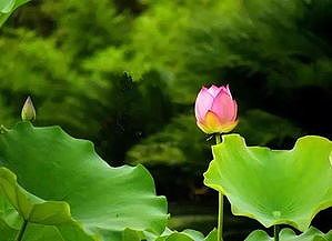 今月21日に二十四節気の10番目「夏至」到来 本格的な夏に突入 z8dc80807a0cb3e6e 今月21日に二十四節気の10番目「夏至」到来 本格的な夏に突入