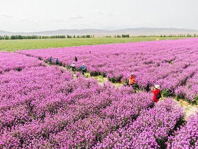 zc658bcfdedf42a66 天山の麓一面に広がる花畑　新疆維吾爾自治区