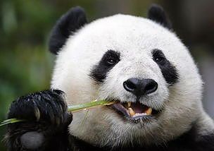 z4448d5bf1326b119 中国中央政府、つがいのパンダを香港特区に寄贈へ