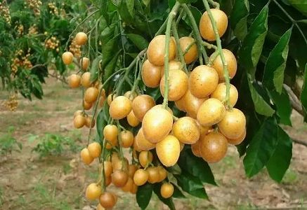 za9eef86889987fbe 中国、ニッチな果物「黄皮」が人気急上昇　販売量200％以上増