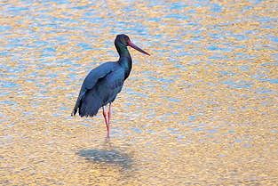 陝西省甘泉県で営巣している「鳥類のパンダ」ナベコウを初確認 zf07c2a766eb29f42 陝西省甘泉県で営巣している「鳥類のパンダ」ナベコウを初確認