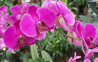 zfe1a325a61ab4b5c 胡蝶蘭の新品種約300種を公開　福建省永春