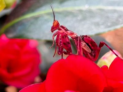 z46664091fe013ea2 赤いカマキリを確認　雲南省・普er市