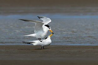 zbd3dfcc667b11e18 「神話の鳥」ヒガシシナアジサシが山東省日照市に再び飛来