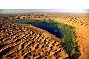 z0abff6133d4b9c63 黄金色に染まったコトカケヤナギ林　内蒙古阿拉善盟額済納