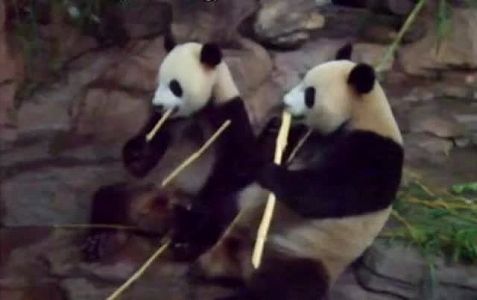 z1d3e84988df212e1 上野動物園のパンダ「比力」と「仙女」が中国に帰国