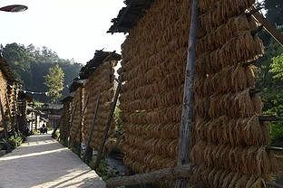 z4cc7de8407c0239e 観光客を魅了するdong族村落の「秋の天日干し」　貴州省