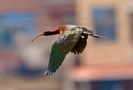 z5d97df3ef134d012 日本が8年ぶりにトキを中国に返還へ