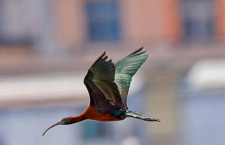 zc34d8eba5f15eaa2 陝西省で朱鷺24羽を放鳥　省10区・市全てに分布