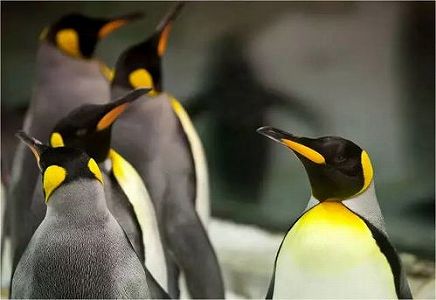 ペンギンの出産シーズン迎えた大連の繁殖基地を訪ねて z08f2dd052c769cc7 ペンギンの出産シーズン迎えた大連の繁殖基地を訪ねて