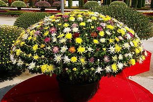 北京市、天壇公園で過去最大規模の菊の花展が開幕 z29e4d43d147a4a65 北京市、天壇公園で過去最大規模の菊の花展が開幕