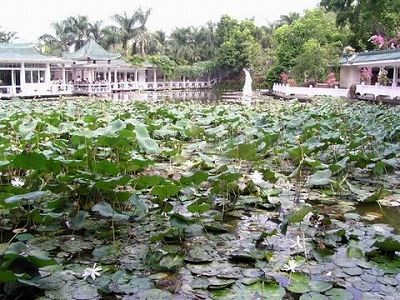 z9eabe28343549c73 ブラジルのリオデジャネイロで「出会った」中国茶