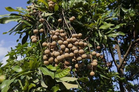 zcfe7eb4c1f832069 広東省広州市の夏が過去最長の235日に今月13日の最高気温は30度