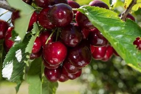 zd2cf6e40033d04d7 チリ産チェリー　チリの畑から中国の食卓まで30時間