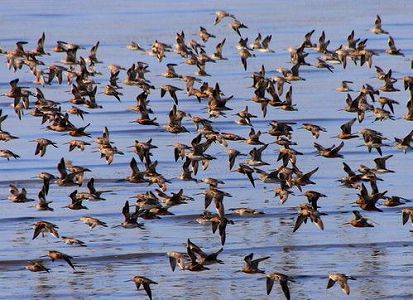 珍しい「鳥浪」が出現! 山東省の大空を泳ぐ「巨大なクジラ」 z990b523d6cf62c5e 珍しい「鳥浪」が出現! 山東省の大空を泳ぐ「巨大なクジラ」