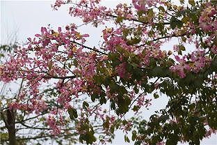 冬の広州に咲き誇る白い「トックリキワタ」 広東省広州市 za4d508c9265f959e 冬の広州に咲き誇る白い「トックリキワタ」 広東省広州市