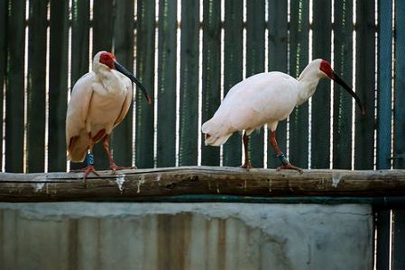 日本から返還された朱鷺16羽が北京動物園へ zf4d84394d68dfded 日本から返還された朱鷺16羽が北京動物園へ