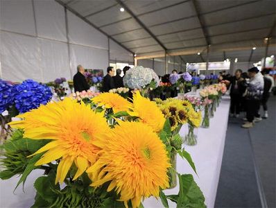 中国国内で自殖した紫陽花に新たな品種 雲南省昆明市 z45348ba36b29cae7 中国国内で自殖した紫陽花に新たな品種 雲南省昆明市