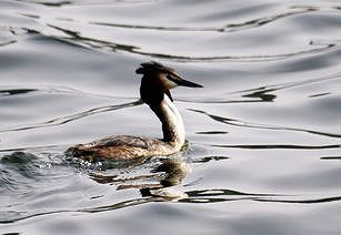 北京市通州区、毎年1万羽ほどの水鳥の越冬生息地に z4bcf13134cf1e1ff 北京市通州区、毎年1万羽ほどの水鳥の越冬生息地に