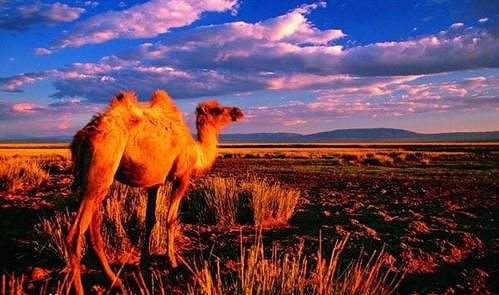 zdd106fb1fd78fd47 冬の雪原で「美ラクダコンテスト」が開催　内蒙古自治区